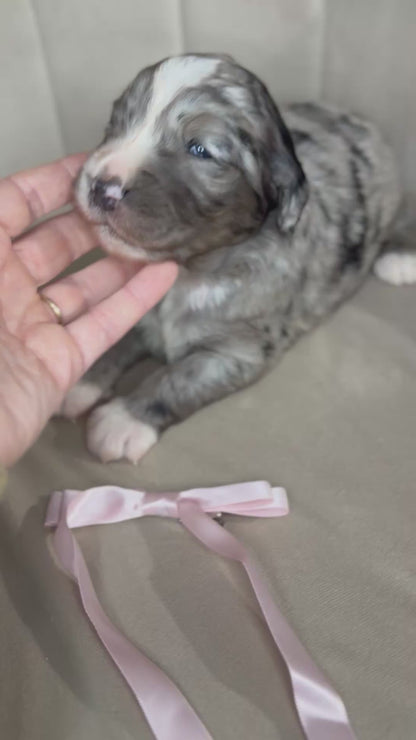 8 x F1 Standard Bernedoodles (Bernese Mountain Dog x Standard Poodle) READY EARLY DECEMBER