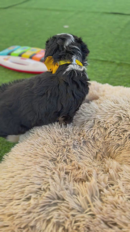 F1 Standard Bernedoodles (Bernese Mountain Dog x Standard Poodle)