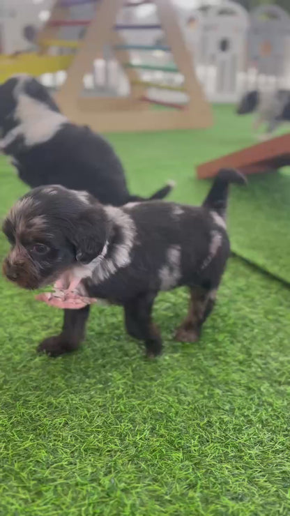 F1b Medium Bernedoodles (Standard Bernedoodle x Mini Poodle)