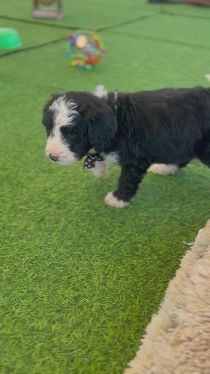 F1 Standard Bernedoodles (Bernese Mountain Dog x Standard Poodle)