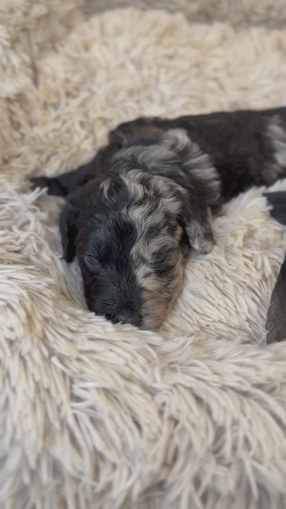 F1b Medium Bernedoodles (Standard Bernedoodle x Mini Poodle)