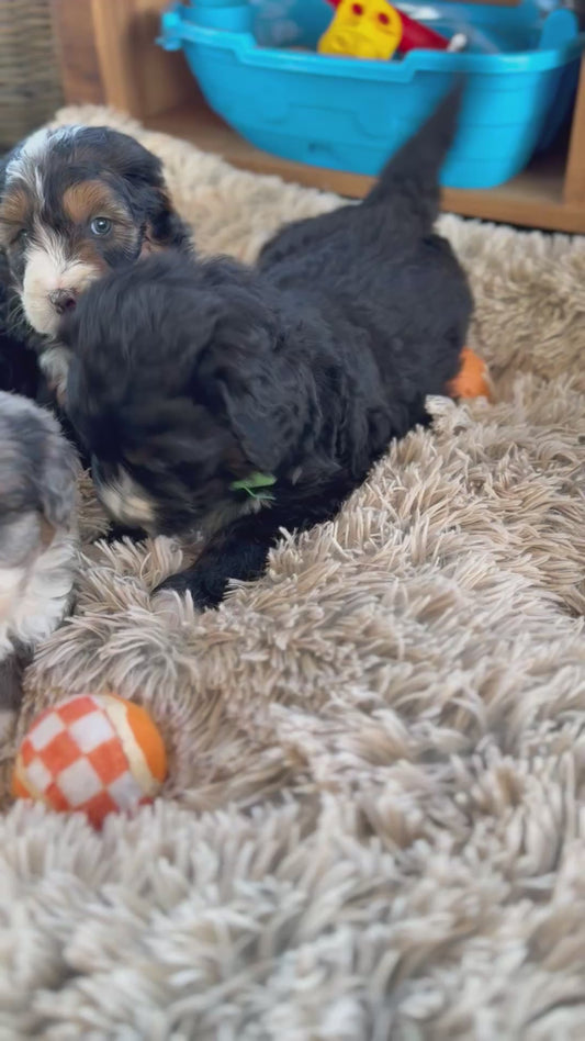 F1 Standard Bernedoodles (Bernese Mountain Dog x Standard Poodle)