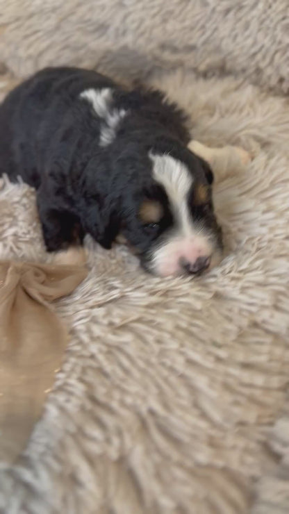 F1 Standard Bernedoodles (Bernese Mountain Dog x Standard Poodle)