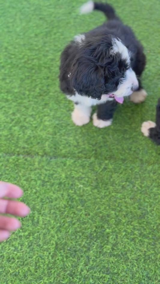 F1 Standard Bernedoodles (Bernese Mountain Dog x Standard Poodle)