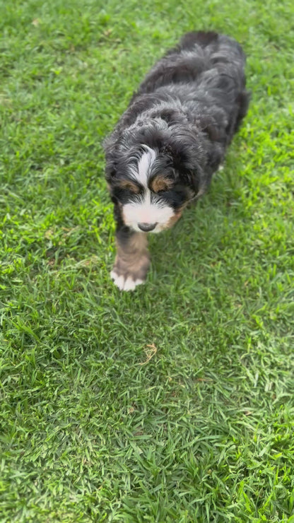 MONTY - Ultra Standard Bernedoodle (Bernese Mountain Dog x Standard Bernedoodle)