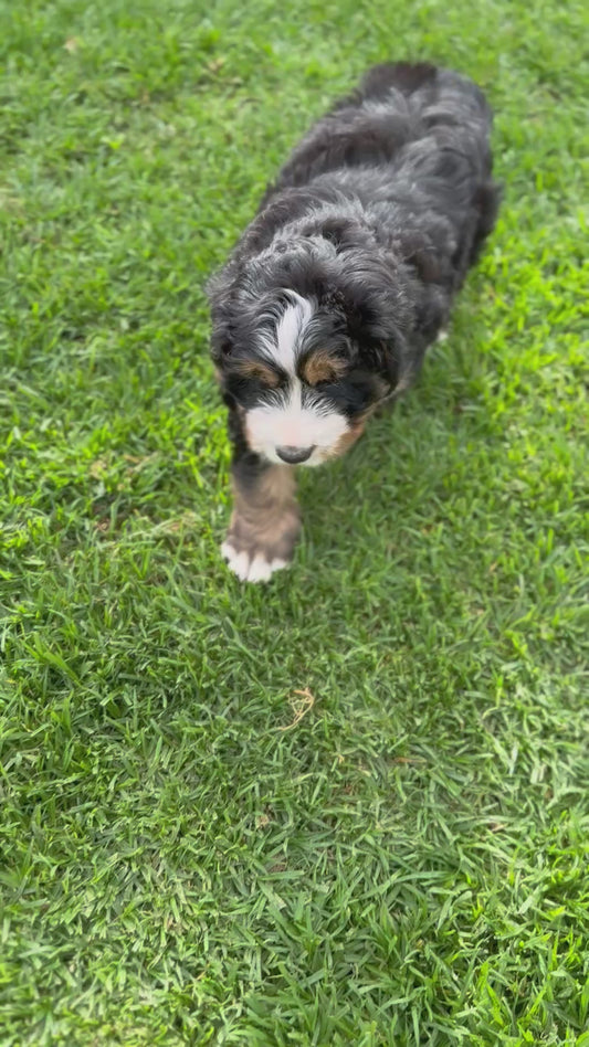 MONTY - Ultra Standard Bernedoodle (Bernese Mountain Dog x Standard Bernedoodle)