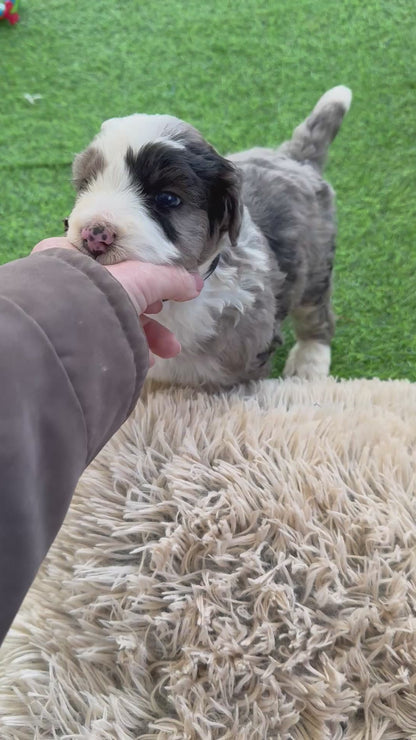 F1 Standard Bernedoodles (Bernese Mountain Dog x Standard Poodle)