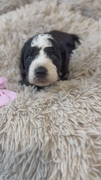 F1b Medium Bernedoodles (Standard Bernedoodle x Mini Poodle)