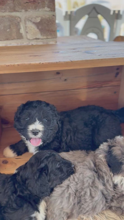 F1 Standard Bernedoodles (Bernese Mountain Dog x Standard Poodle)
