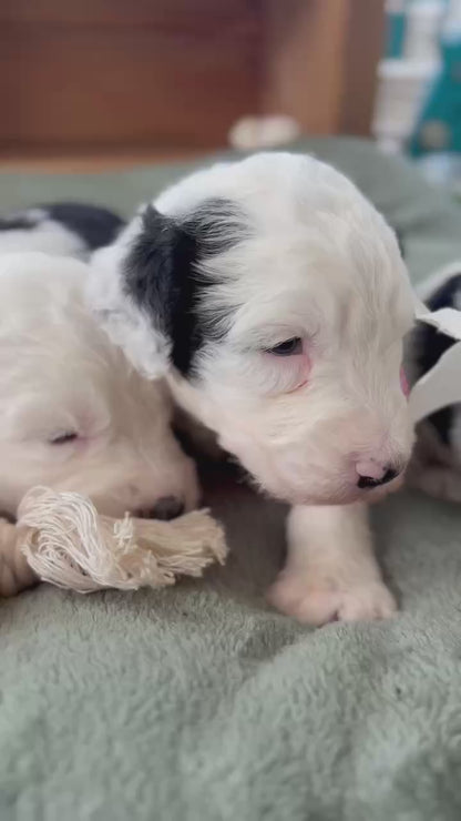 F1 Standard Sheepadoodles (Old English Sheepdog x Standard Poodle)