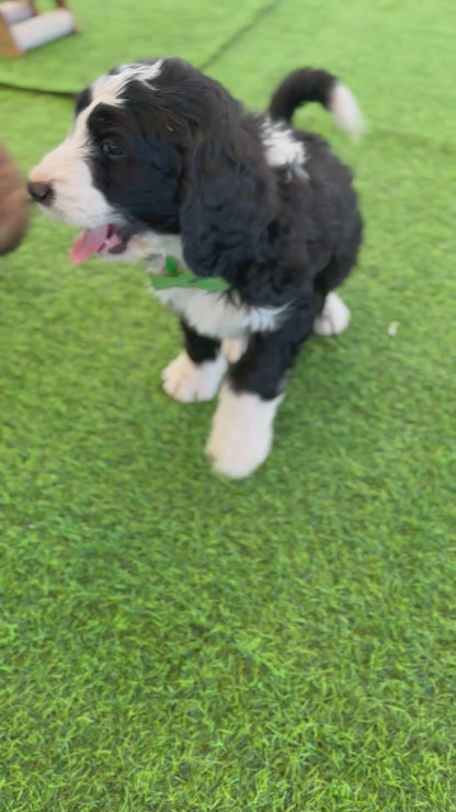 F1 Standard Bernedoodles (Bernese Mountain Dog x Standard Poodle)