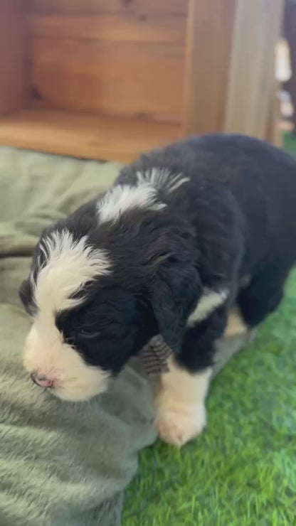 F1 Standard Bernedoodles (Bernese Mountain Dog x Standard Poodle)