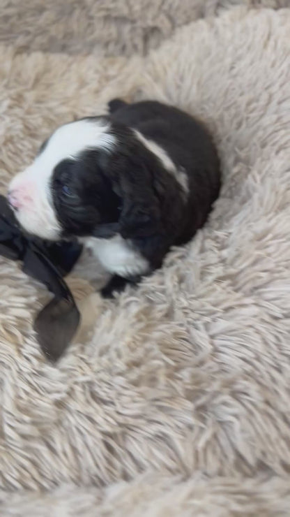 F1 Standard Bernedoodles (Bernese Mountain Dog x Standard Poodle)