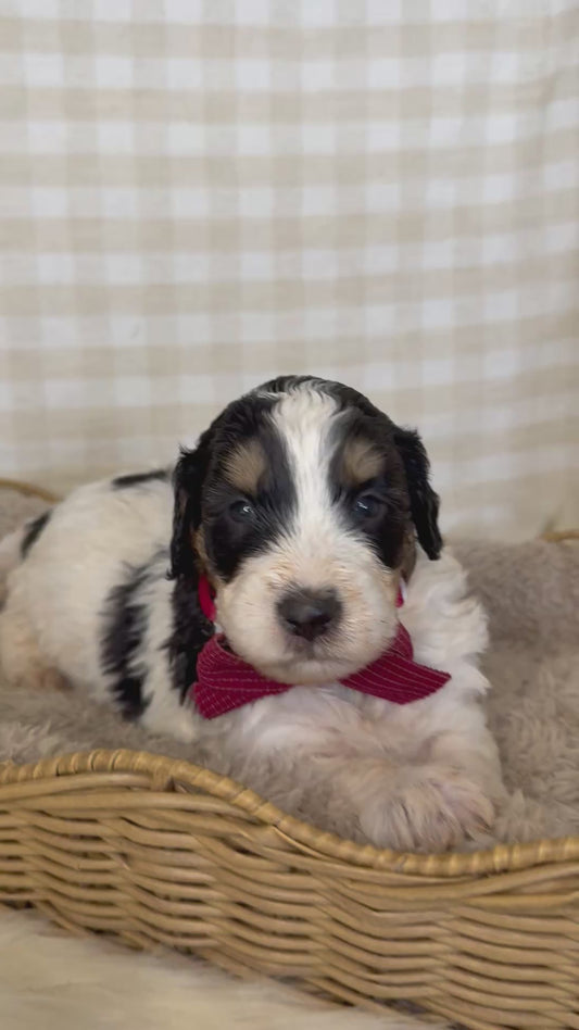 11 x F1b Medium Bernedoodles (Standard Bernedoodle x Mini Poodle)