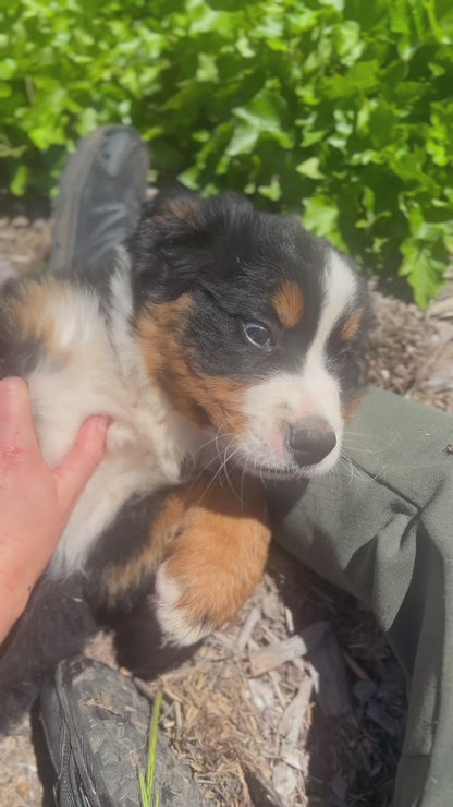 BEAR - Bernese Mountain Dogs (DNA Clear, Hip & Elbow Scored)