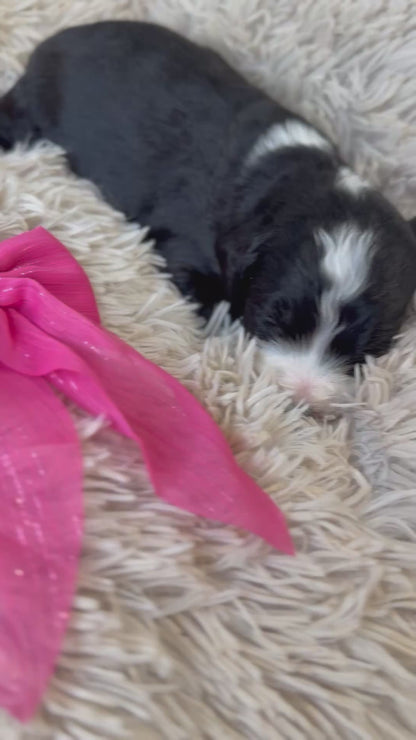 F1 Standard Bernedoodles (Bernese Mountain Dog x Standard Poodle)