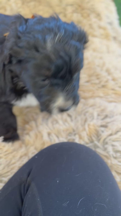 F1 Standard Bernedoodles (Bernese Mountain Dog x Standard Poodle)