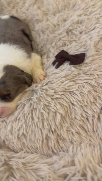 F1 Standard Sheepadoodles (Old English Sheepdog x Standard Poodle) READY EARLY DECEMBER