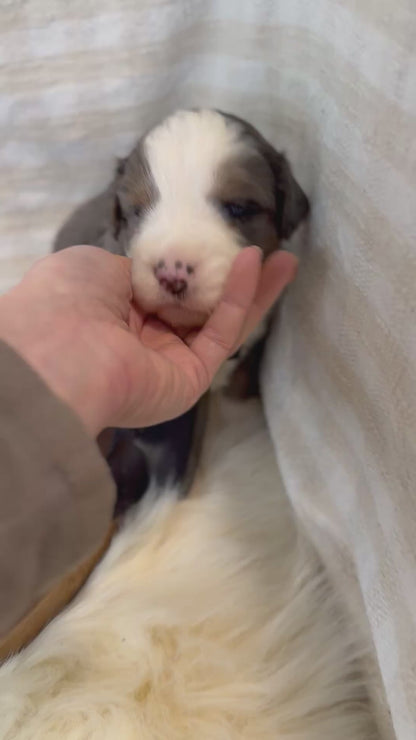 F1 Mini Bernedoodles (Bernese Mountain Dog x Mini Poodle)