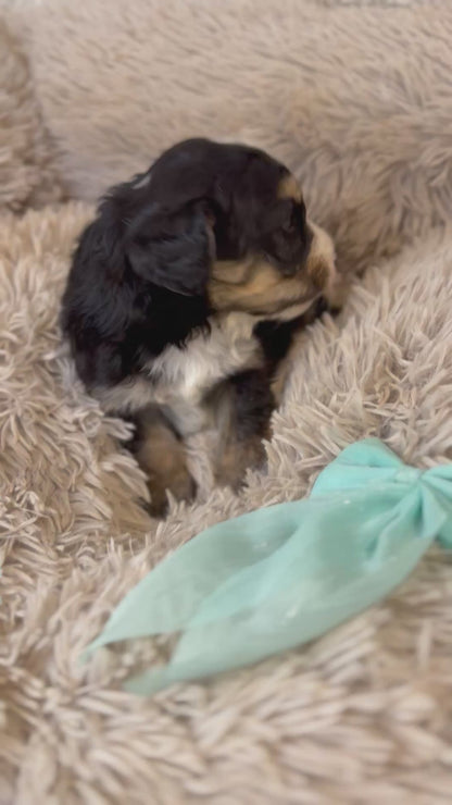 F1 Standard Bernedoodles (Bernese Mountain Dog x Standard Poodle)