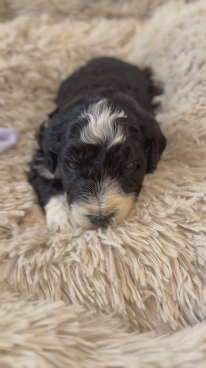 F1b Medium Bernedoodles (Standard Bernedoodle x Mini Poodle)