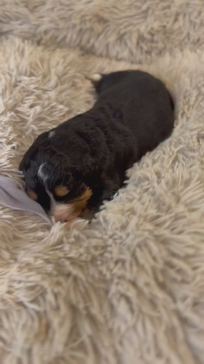 F1 Standard Bernedoodles (Bernese Mountain Dog x Standard Poodle)