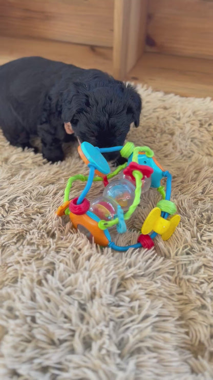 F1 Standard Bernedoodles (Bernese Mountain Dog x Standard Poodle)