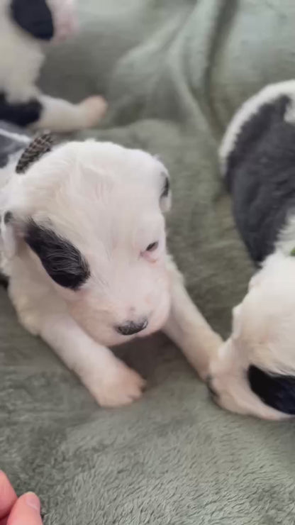 F1 Standard Sheepadoodles (Old English Sheepdog x Standard Poodle)