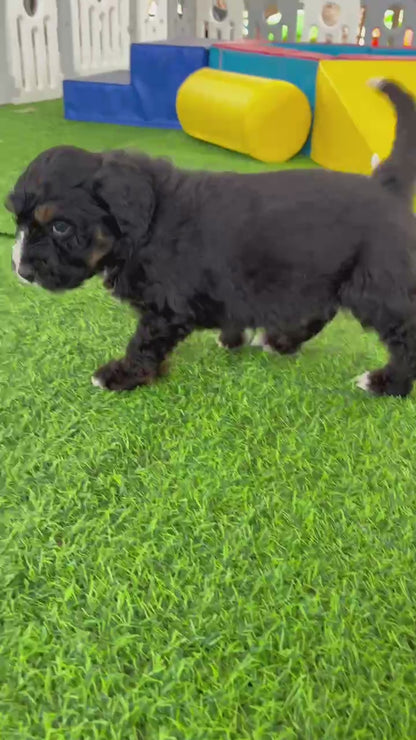 F1 Standard Bernedoodles (Bernese Mountain Dog x Standard Poodle)