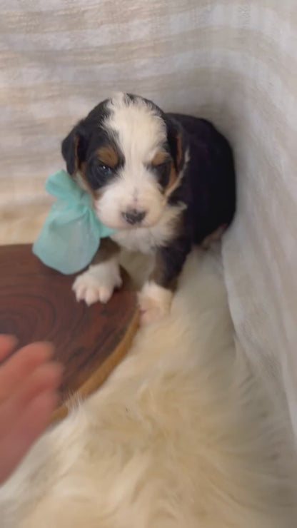 F1 Mini Bernedoodles (Bernese Mountain Dog x Mini Poodle)