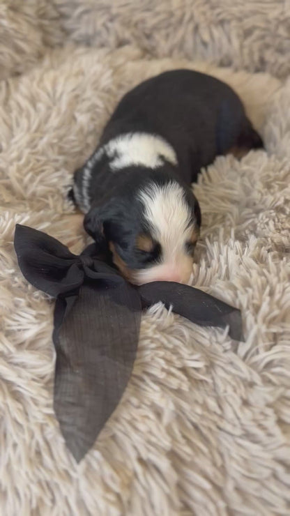 F1 Standard Bernedoodles (Bernese Mountain Dog x Standard Poodle)