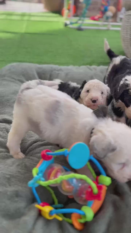 F1 Standard Sheepadoodles (Old English Sheepdog x Standard Poodle)