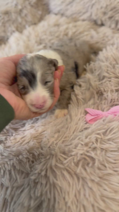 F1 Standard Sheepadoodles (Old English Sheepdog x Standard Poodle) READY EARLY DECEMBER