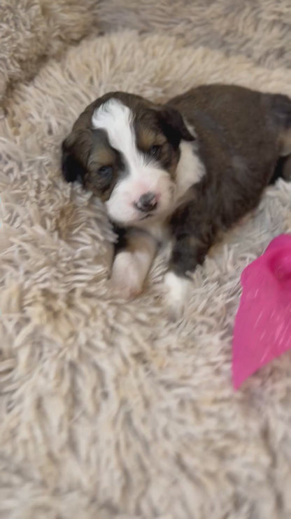 F1 Standard Bernedoodles (Bernese Mountain Dog x Standard Poodle)