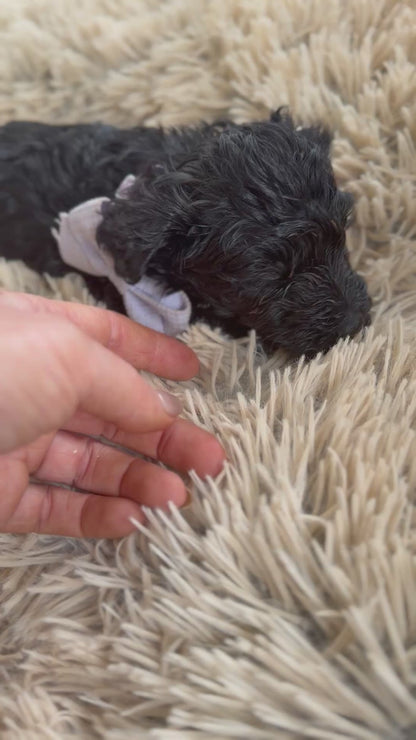 3 x F1 Mini Schnoodles (Mini Poodle x Mini Schnauzer)