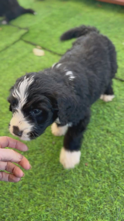 7 x F1 Standard Bernedoodles (Bernese Mountain Dog x Standard Poodle) READY END OF OCTOBER