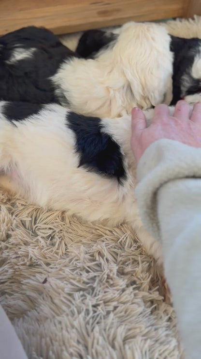 F1 Standard Sheepadoodles (Old English Sheepdog x Standard Poodle)