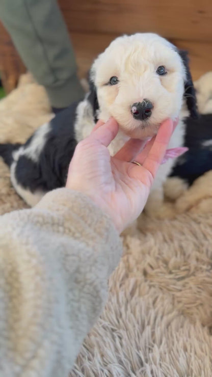 F1 Standard Sheepadoodles (Old English Sheepdog x Standard Poodle)