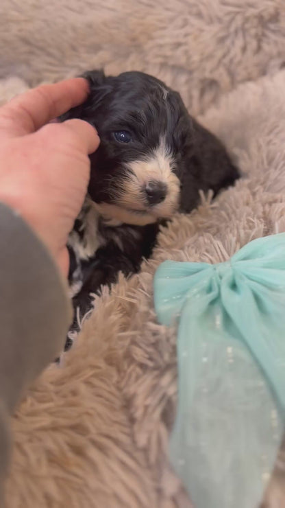 F1 Standard Bernedoodles (Bernese Mountain Dog x Standard Poodle)