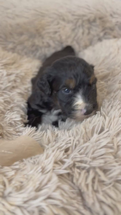 F1 Standard Bernedoodles (Bernese Mountain Dog x Standard Poodle)