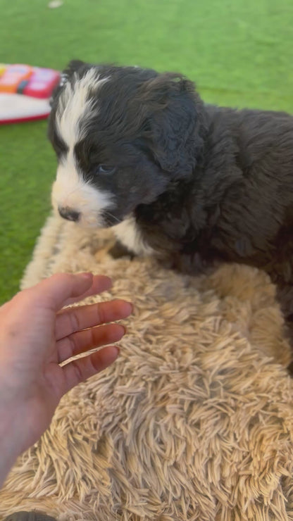 F1 Standard Bernedoodles (Bernese Mountain Dog x Standard Poodle)