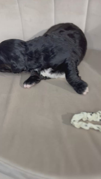 8 x F1 Standard Bernedoodles (Bernese Mountain Dog x Standard Poodle) READY EARLY DECEMBER